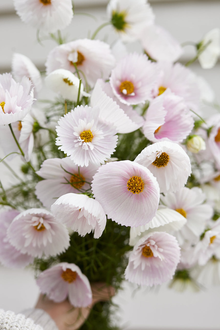 COSMOS CUPCAKE BLUSH FLOWER SEEDS-Plantjoyfarm-Flower Seeds,Garden Seeds,best selling