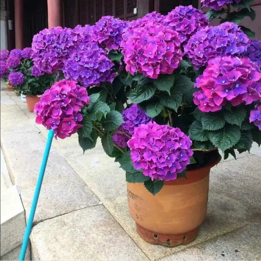 🔥Last Day 49%OFF - Colorful Giant Hydrangea Seeds-Perennial Flower Seeds