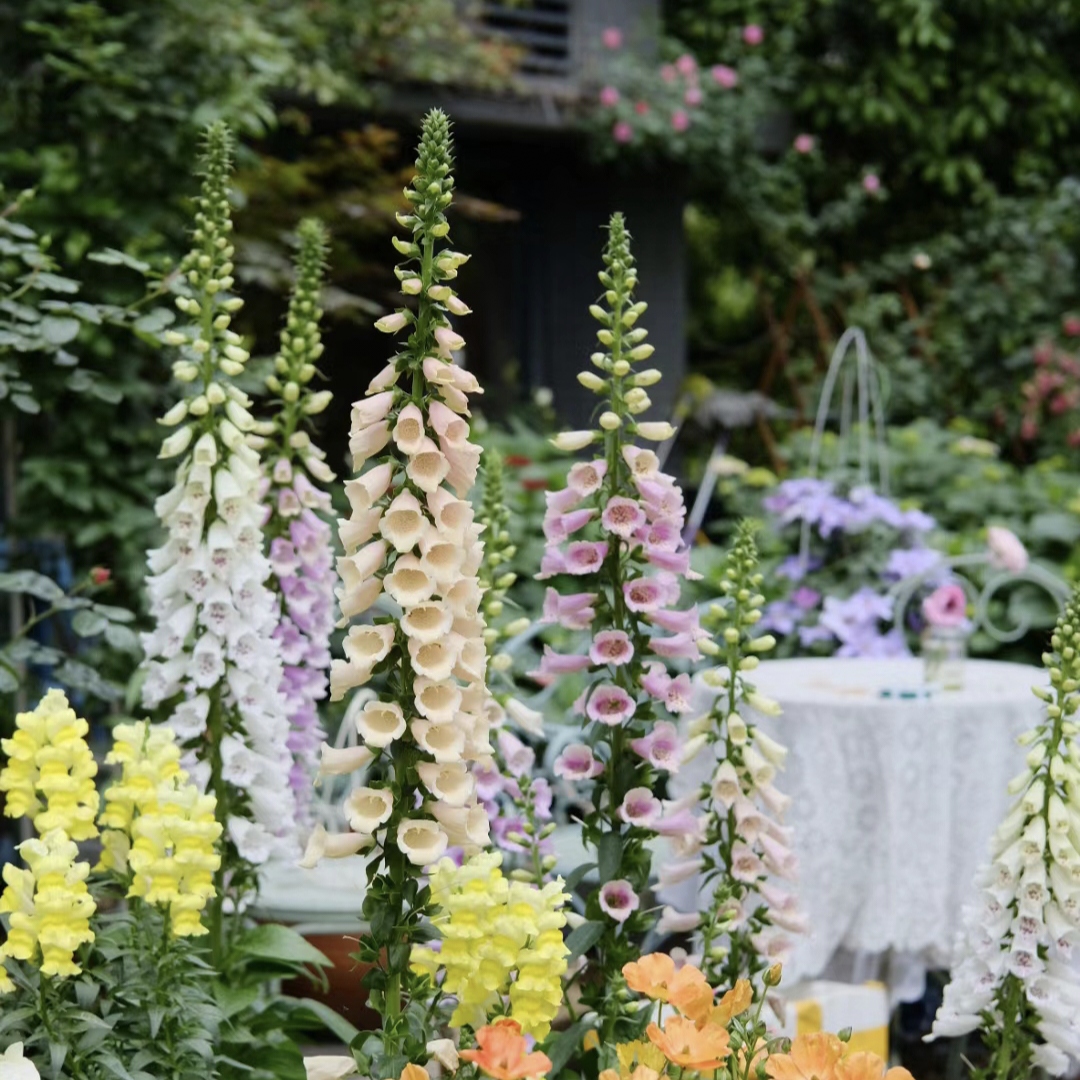 Mixed Foxglove Seeds-Plantjoyfarm-Garden Seeds,Flowers Seeds,best selling