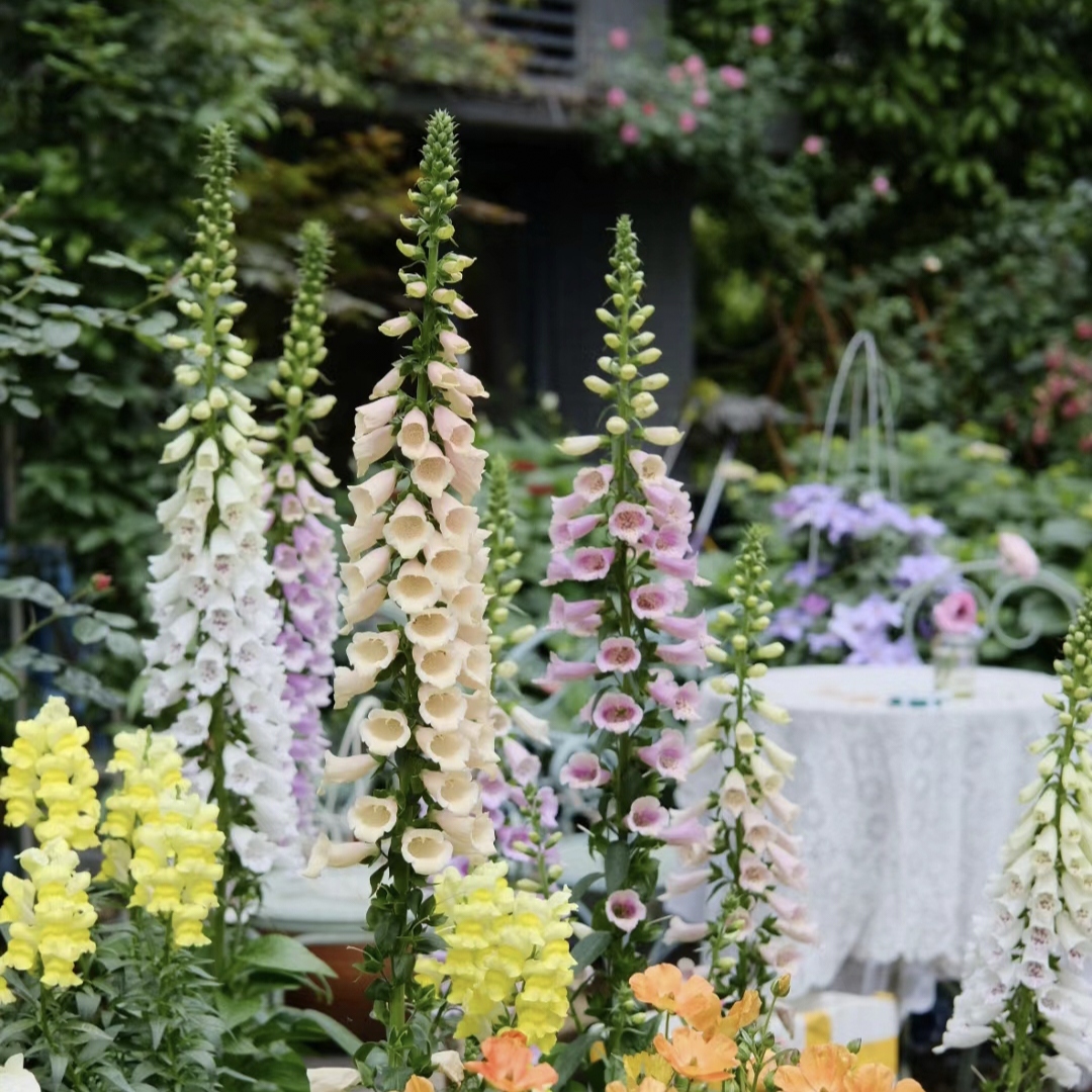 Mixed Foxglove Seeds-Plantjoyfarm-Garden Seeds,Flowers Seeds,best selling