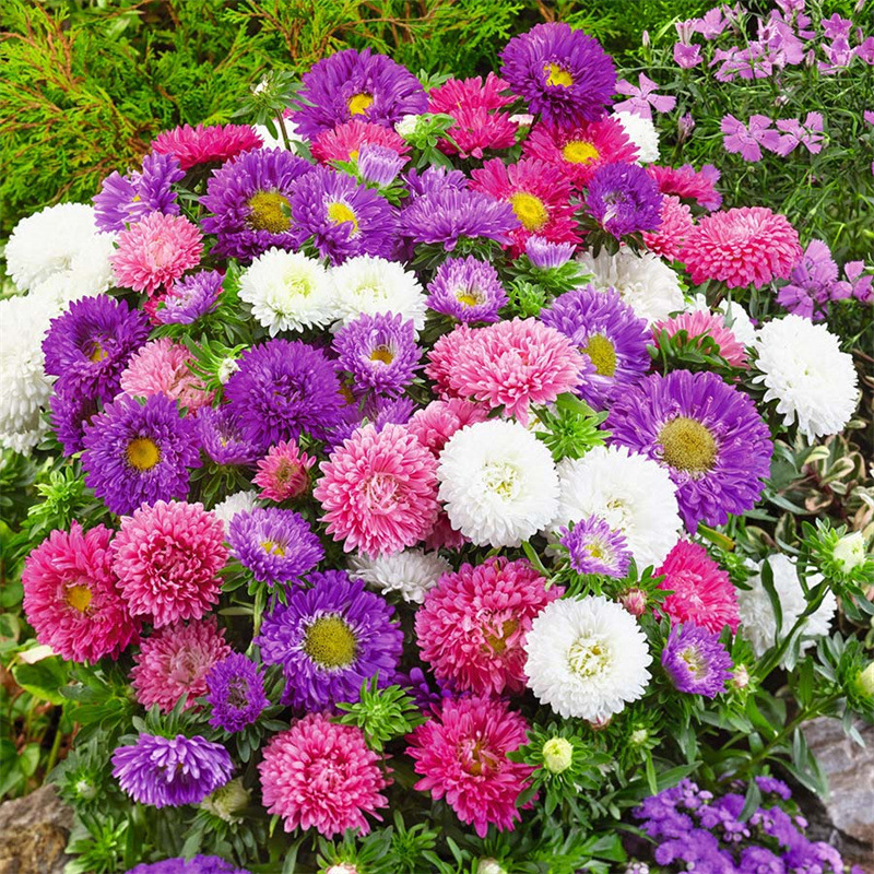 1000 Pcs Mixed Callistephus/Chinese Aster Seeds-Annual-Plantjoyfarm-Flower Seeds