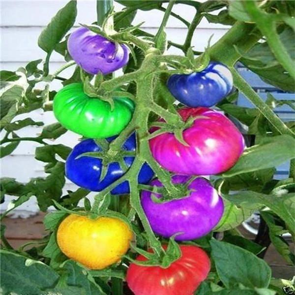 Rainbow Tomato Seeds (100 Seeds)-Plantjoyfarm-Fruit Seeds
