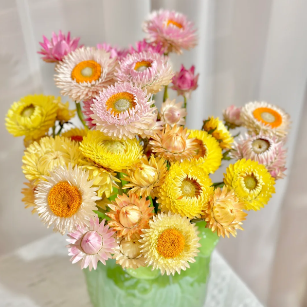 🌻Straw Chrysanthemum-Plantjoyfarm-best selling,Garden Seeds