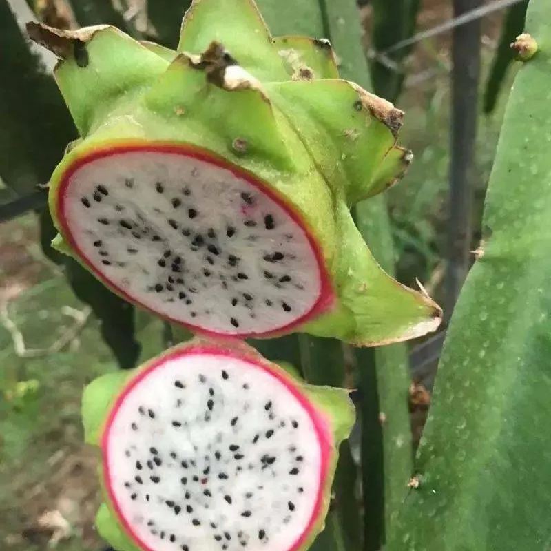 Multi-colored Dragon Fruit Seeds-Plantjoyfarm-Fruit Seeds,best selling
