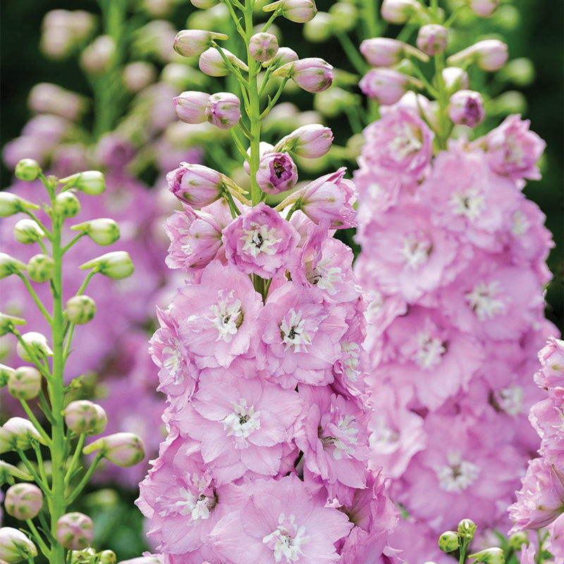 Delphinium Seeds-Plantjoyfarm-Flowers Seeds,Garden Seeds,best selling