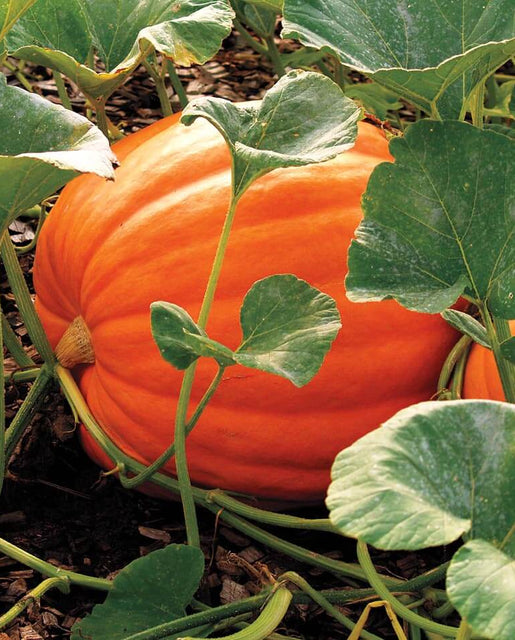 Giant Pumpkin Seeds-Plantjoyfarm-Vegetable Seeds,best selling
