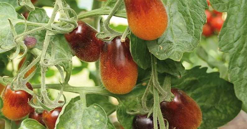 50+ Indigo Pear Drops Tomato Seeds! Heirloom, Open Pollinated, All Natural, Non GMO! Limited Quantity!-Plantjoyfarm-new,vegetable