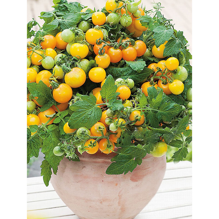 Dwarf Tomatos Seeds-Plantjoyfarm-Fruit Seeds,best selling