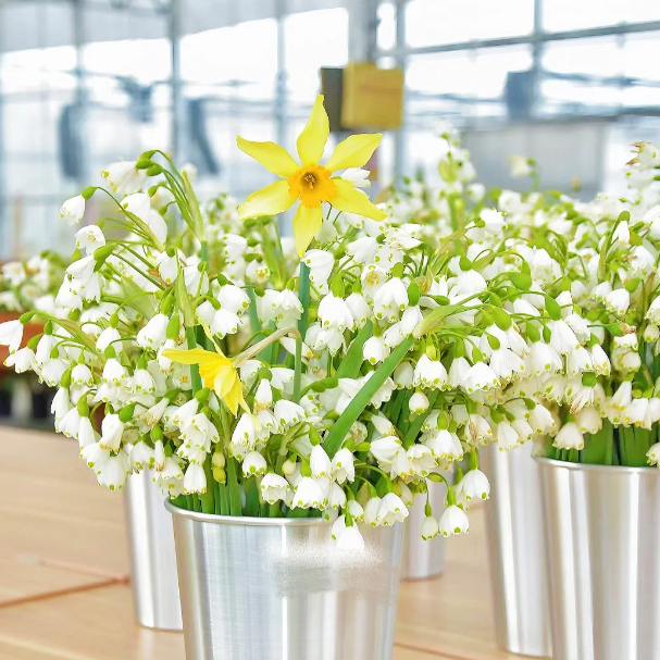 🌼Snowdrop Flower Seeds—Symbol Of Hope-Plantjoyfarm-best selling,Garden Seeds