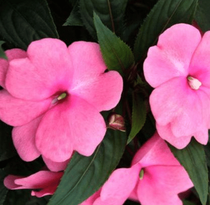 IMPATIENS SEEDS - CAMELIA FLOWERED MIXED-Plantjoyfarm-Garden Seeds,best selling