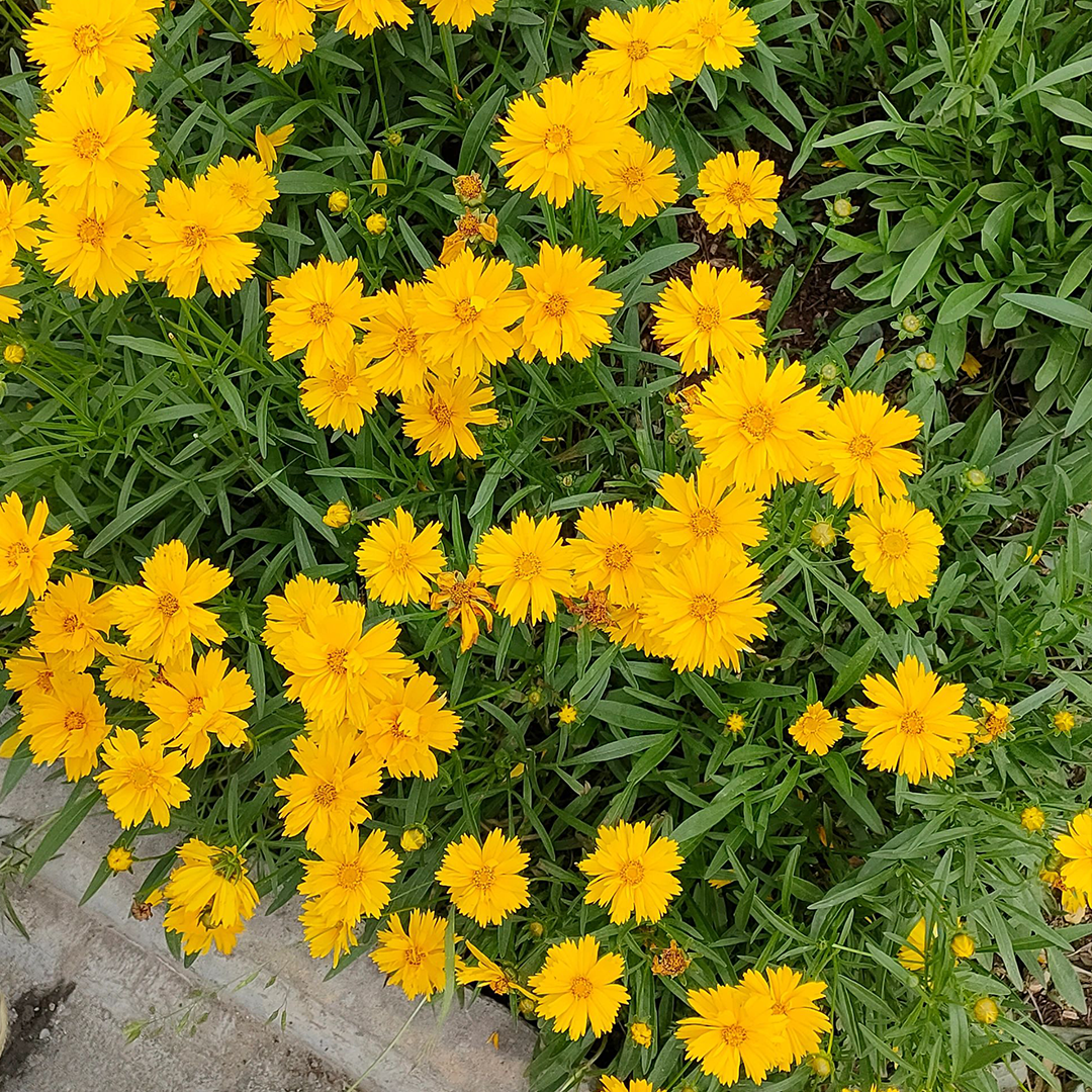Lance-Leaf Coreopsis Seeds-Plantjoyfarm-Flower Seeds