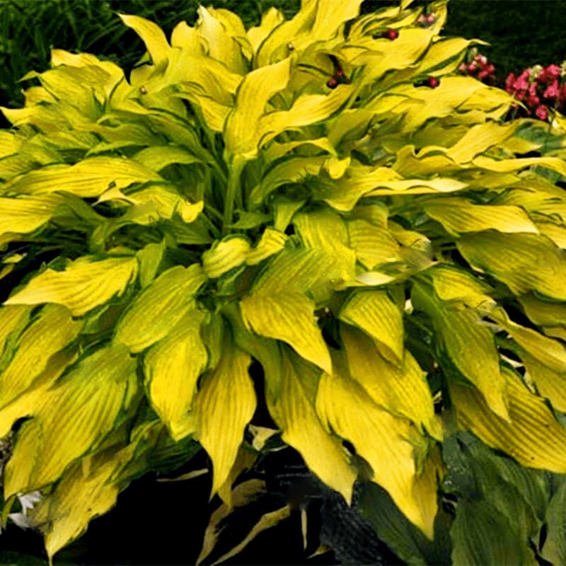 Mixed Hosta Perennials Flower Rare White Lace Lily Seeds-Plantjoyfarm-Garden Seeds,Flowers Seeds,best selling