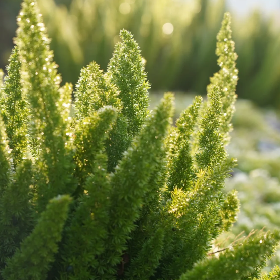 🦊Fox Tail-Plantjoyfarm-best selling,Garden Seeds