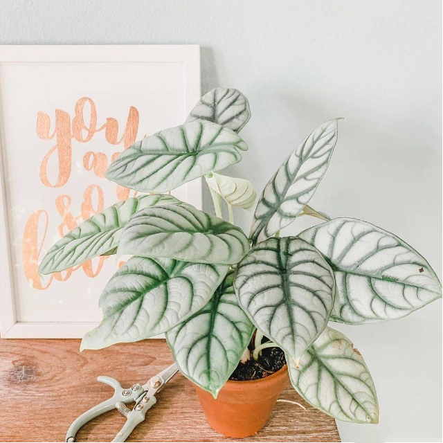 Alocasia baginda 'Silver Dragon' RARE Indoor and Outdoor Live Tropical House Plant-Plantjoyfarm-Garden Seeds,Flowers Seeds,best selling