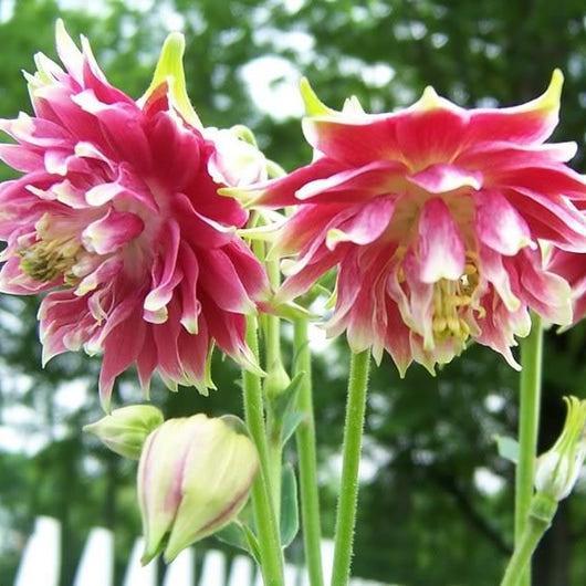 NORA BARLOW Pink COLUMBINE Aquilegia Caerulea Flower Seeds-Plantjoyfarm-Flower Seeds,Garden Seeds,best selling