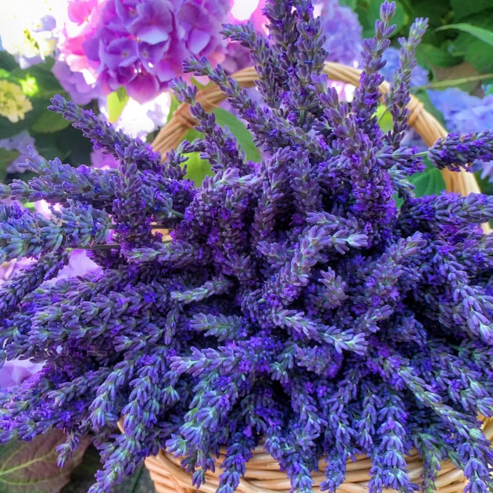 🌿Lavender Seeds Purple Blooming-Plantjoyfarm-best selling,Garden Seeds