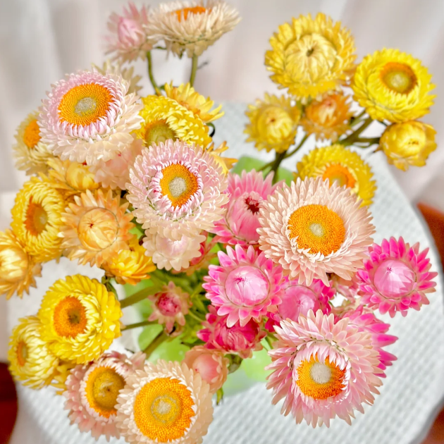 🌻Straw Chrysanthemum-Plantjoyfarm-best selling,Garden Seeds