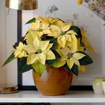 Christmas Star Flower Poinsettia Pot Seeds-Plantjoyfarm-Flower Seeds,Garden Seeds,best selling