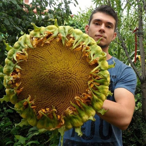 50 Pcs Mongolian Giant Sunflower Seeds-Plantjoyfarm-Sunflower Seeds,best selling