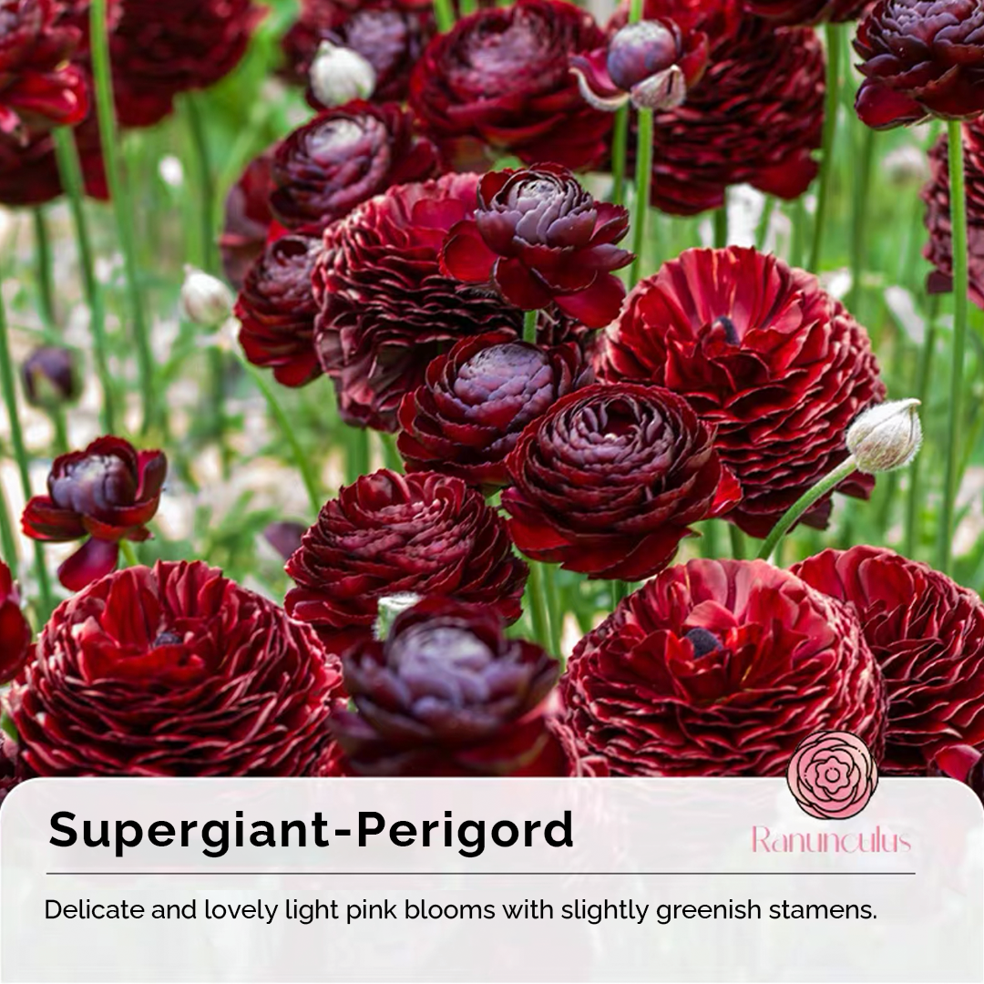 Ranunculus Seeds-Plantjoyfarm-Flower Seeds,flower bulb