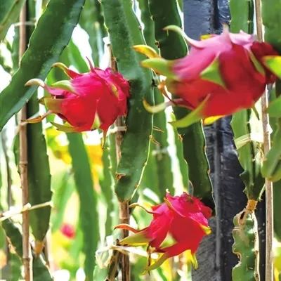 Multi-colored Dragon Fruit Seeds-Plantjoyfarm-Fruit Seeds,best selling