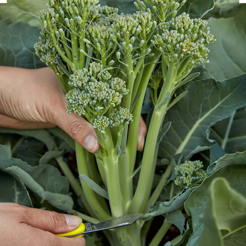 Broccoli Seeds (Organic) - Aspabroc F1-Plantjoyfarm-Vegetable Seeds,vegetables,best selling