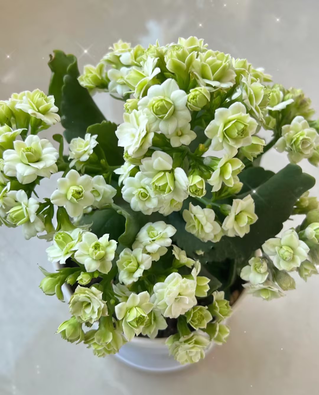 Kalanchoe Seed Garden Planting-Plantjoyfarm-Flower Seeds,Garden Seeds,best selling