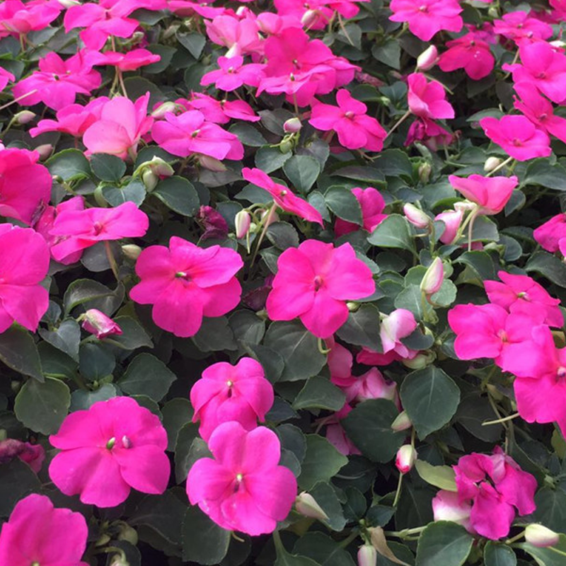 Best Flower For Shade: Mixed Impatiens Seeds-Plantjoyfarm-Flower Seeds