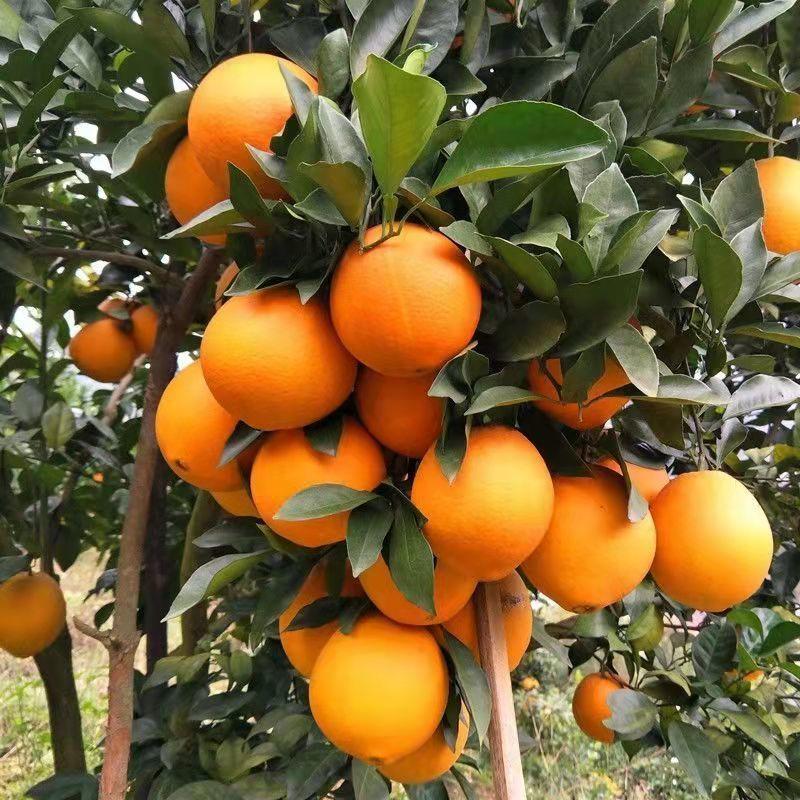 Red Flesh Blood Orange Seeds(🪴Can be potted)-Plantjoyfarm-