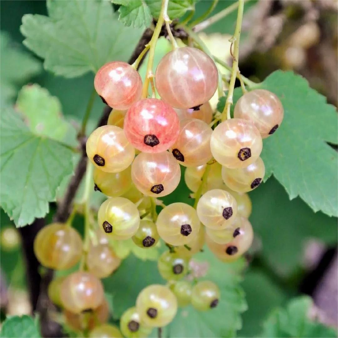 Multicolor Gooseberry Seeds-Plantjoyfarm-Fruit Seeds
