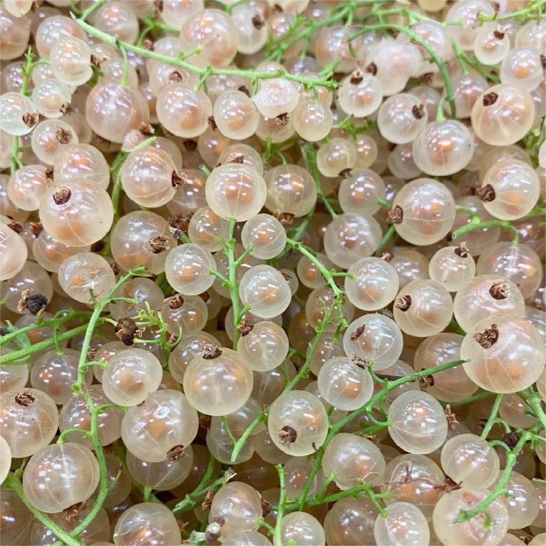 Multicolor Gooseberry Seeds-Plantjoyfarm-Fruit Seeds