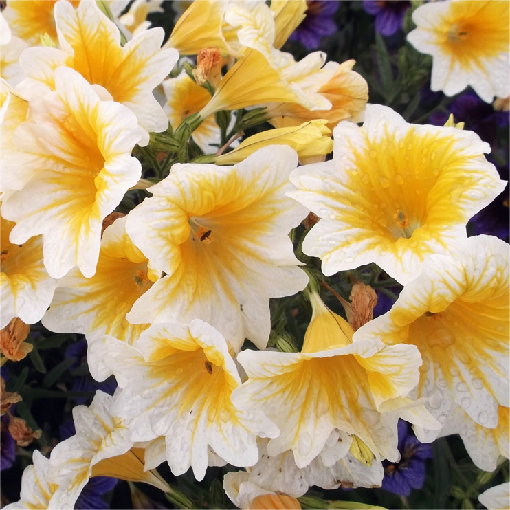 Chilean Morning Glory Seeds-Plantjoyfarm-