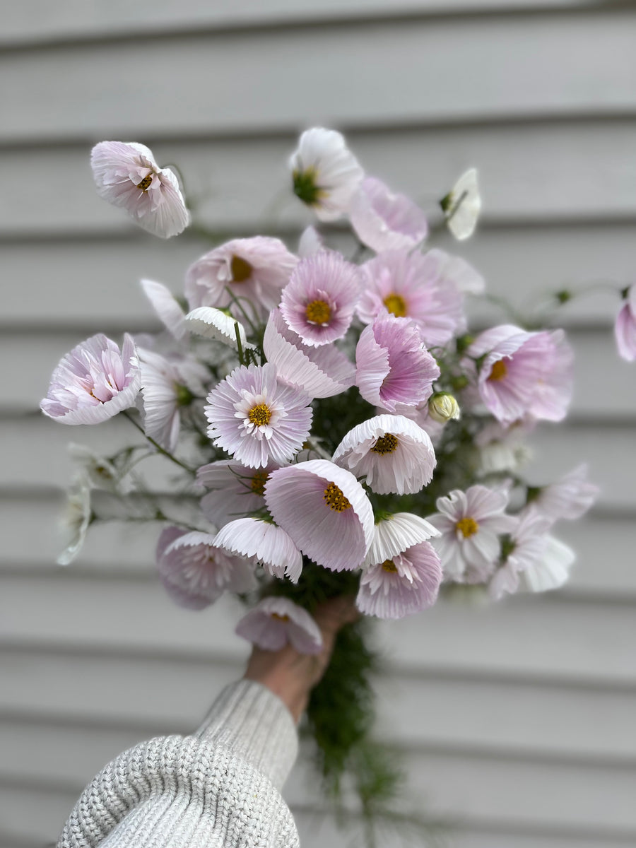 COSMOS CUPCAKE BLUSH FLOWER SEEDS-Plantjoyfarm-Flower Seeds,Garden Seeds,best selling