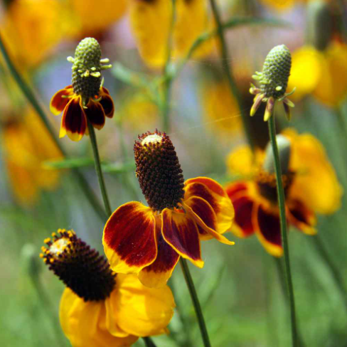 50 Pcs RARE MEXICAN HAT SEEDS-Plantjoyfarm-Garden Seeds,best selling