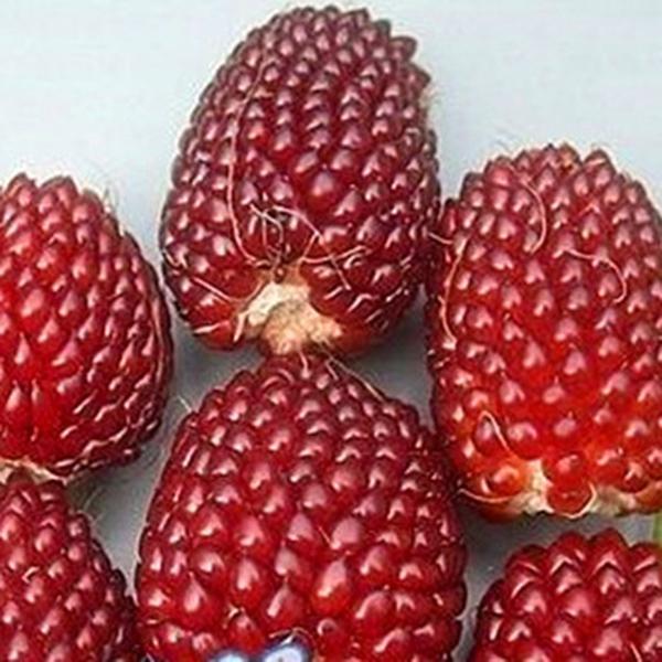 Egrow 50Pcs/Pack Jackfruit Strawberry Seeds Garden Plants Fruit Seeds-Plantjoyfarm-Gardening,home and garden,Seeds,vegetable
