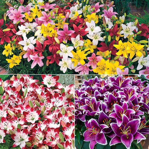 Carpet Border Lily-Plantjoyfarm-Flower Seeds,Garden Seeds,best selling