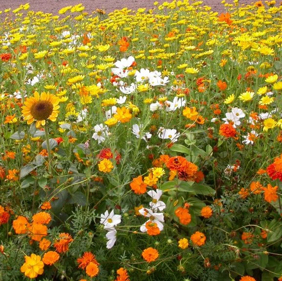 Sunset Mix - Orange, Yellow & White Flower Seed Mix-Plantjoyfarm-Flower Seeds,Garden Seeds,best selling