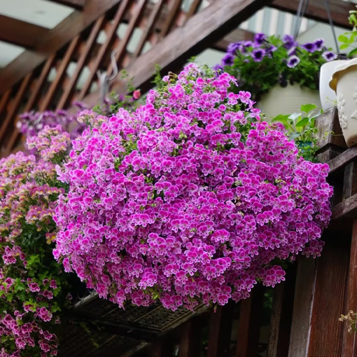 Angel's Eyes Perfume Geranium-Plantjoyfarm-Garden Seeds,best selling