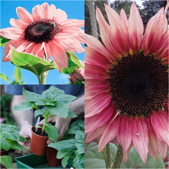 Iris Tectorum Rose Sunflower 50Pcs Pink Sunflower Seeds-Plantjoyfarm-Sunflower Seeds,best selling