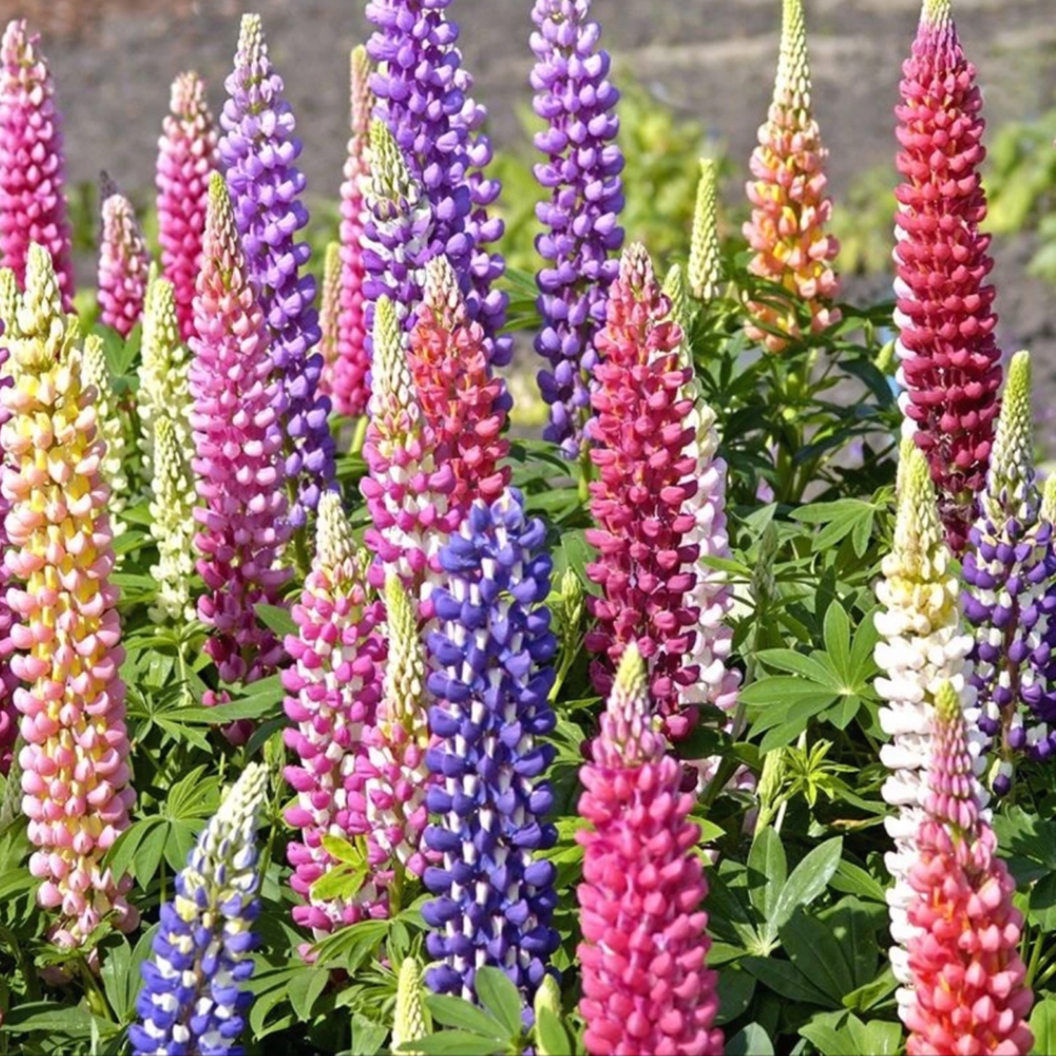 Mixed-color Lupine Seeds🎉-Plantjoyfarm-