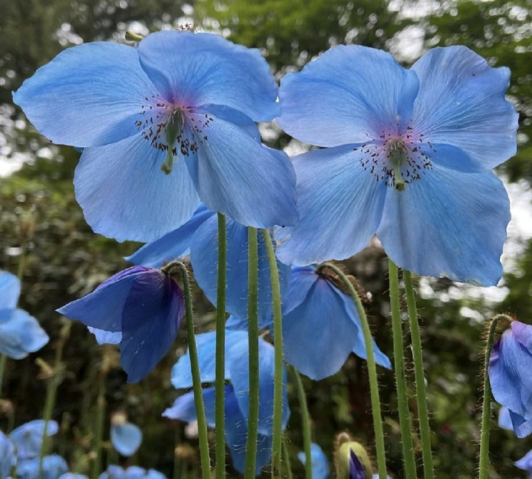 100 Blue Meconopsis Betonicifolia Flower Seeds-Plantjoyfarm-Garden Seeds,best selling