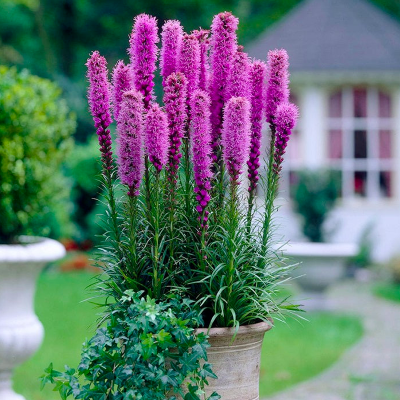 Gayfeather / Blazing Star Seeds - Liatris Seeds-Plantjoyfarm-Flower Seeds