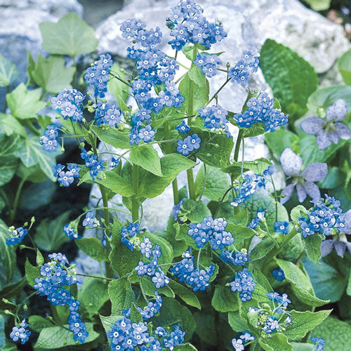 Siberian Bugloss-Plantjoyfarm-Flower Seeds,Garden Seeds,best selling