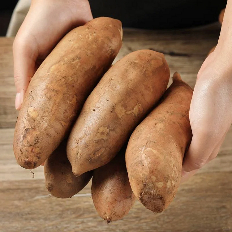 YACON FRUIT SEEDS-Plantjoyfarm-