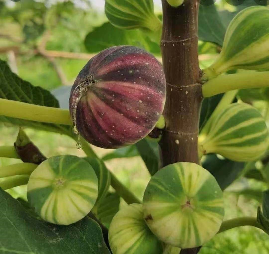 Rainbow Figs Seeds-Plantjoyfarm-
