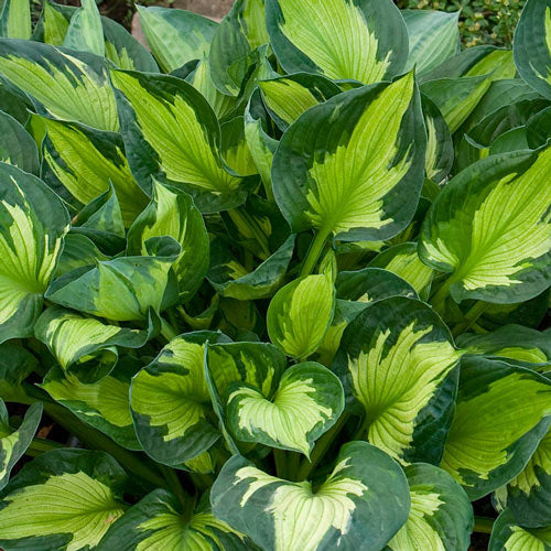 Colored Hulk Hosta-Plantjoyfarm-Flower Seeds,Garden Seeds,best selling