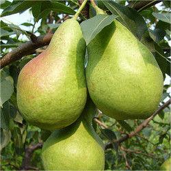 Pyrus communis Seeds - granny's pears-Plantjoyfarm-
