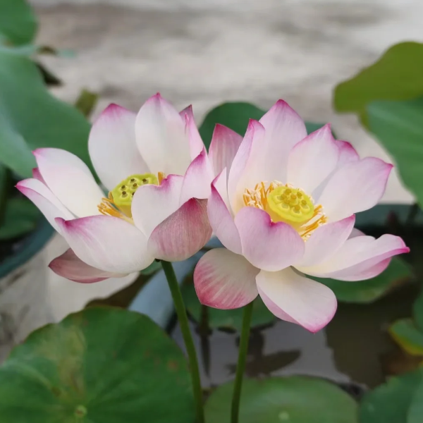 🪷Bowl Lotus: Embracing Zen Through Blossoms-Plantjoyfarm-best selling,Garden Seeds