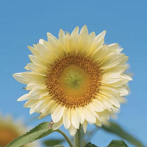 Butter Sunflower Seeds-Plantjoyfarm-Sunflower Seeds,best selling