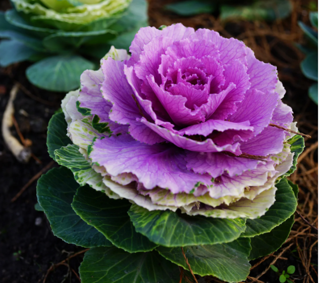 Colorful Kale Mix Seeds-Plantjoyfarm-Vegetable Seeds,best selling